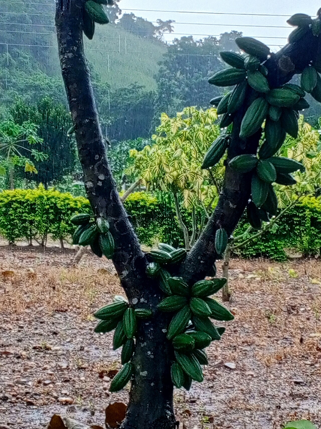 Huni Kuin | Cacau