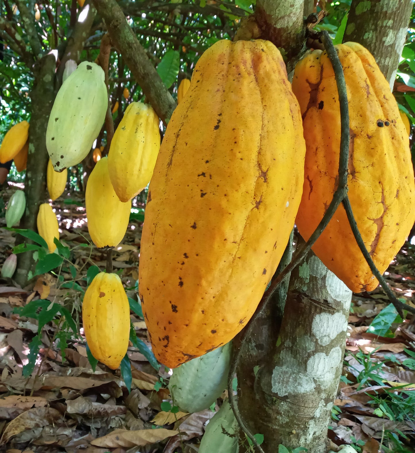 Huni Kuin | Cacau
