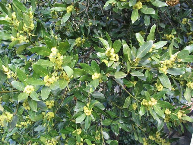 Huni Kuin | Seven Herbs