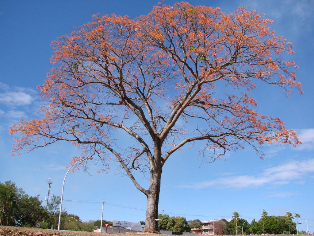 Yawanawá | Mulungu