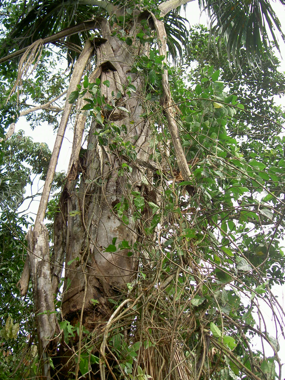 Huni Kuin | Queen of the Forest