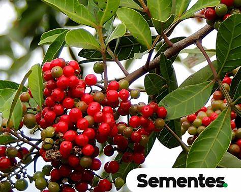 Yawanawá | Força Feminina