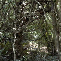 Kuntanawa | Caapi