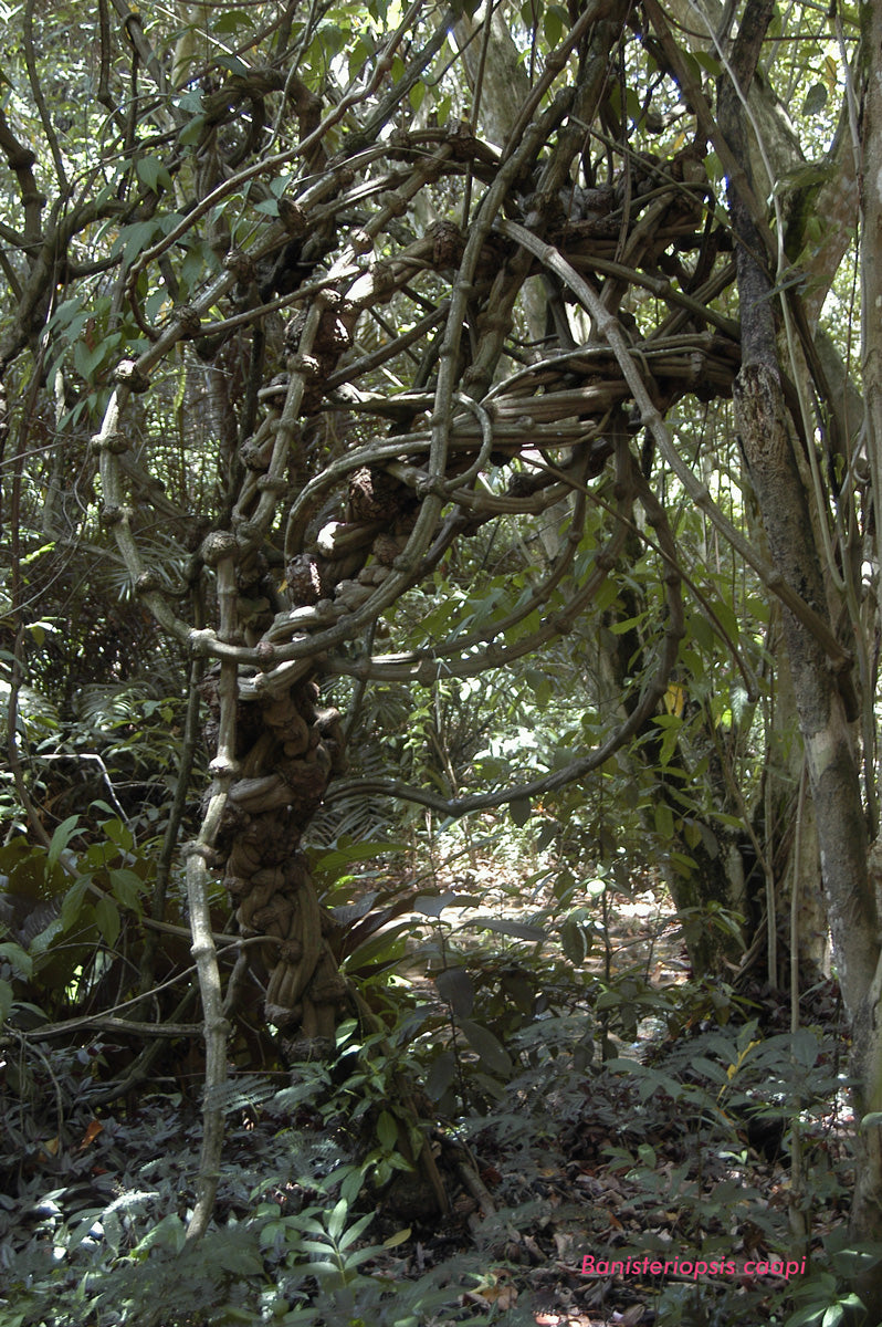 Kuntanawa | Caapi