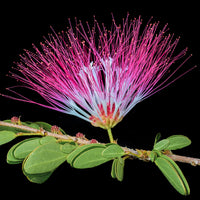 Yawanawá | Bobinsana