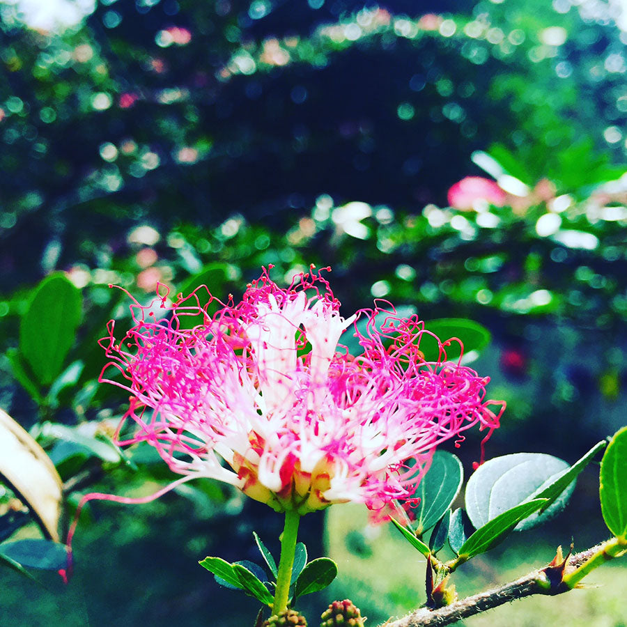 Yawanawá | Bobinsana