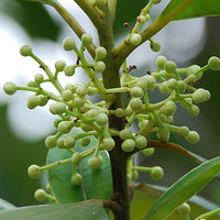 Kuntanawa | Verdinho de Floresta