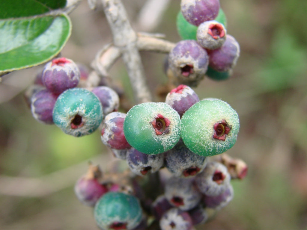 Huni Kuin | Seven Herbs