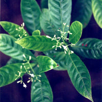 Kuntanawa | Verdinho de Floresta
