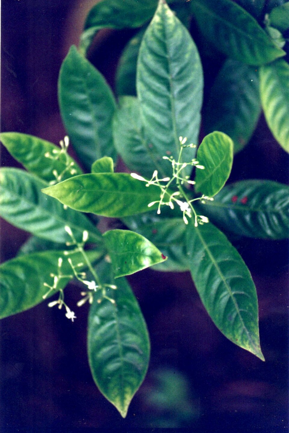 Kuntanawa | Verdinho de Floresta
