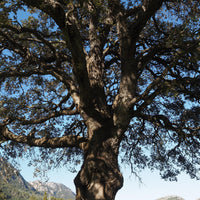 Yawanawá | Força Feminina