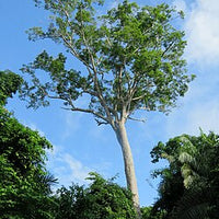 Huni Kuin | Seven Herbs