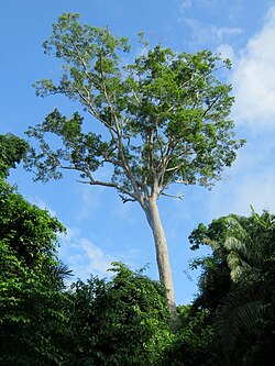 Huni Kuin | Seven Herbs