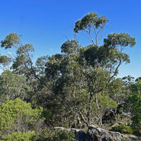 Yawanawá | Eucalyptus