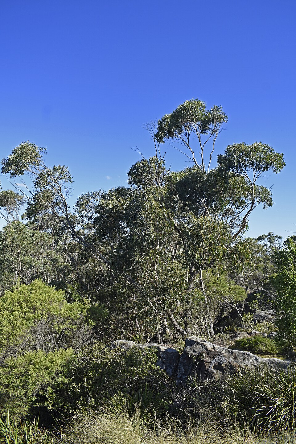 Yawanawá | Eucalyptus