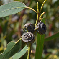 Yawanawá | Eucalyptus