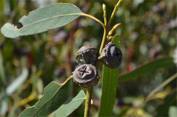 Yawanawá | Eucalyptus