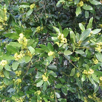 Huni Kuin | Seven Herbs