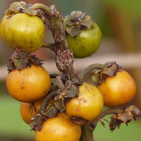 Puyanawa | Murici Pixuri