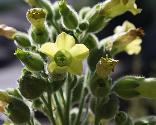 Shawadawa | Rawaputu