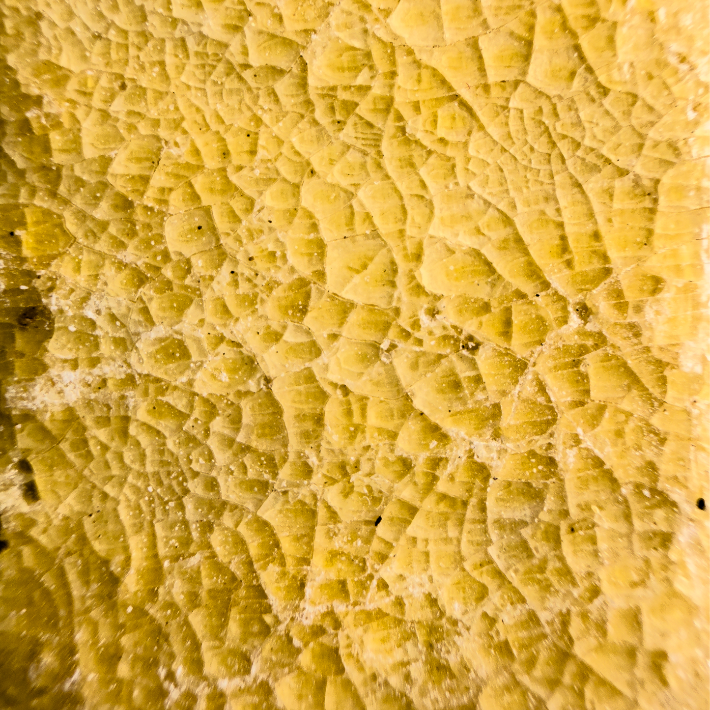 Traditional Kambo Stick