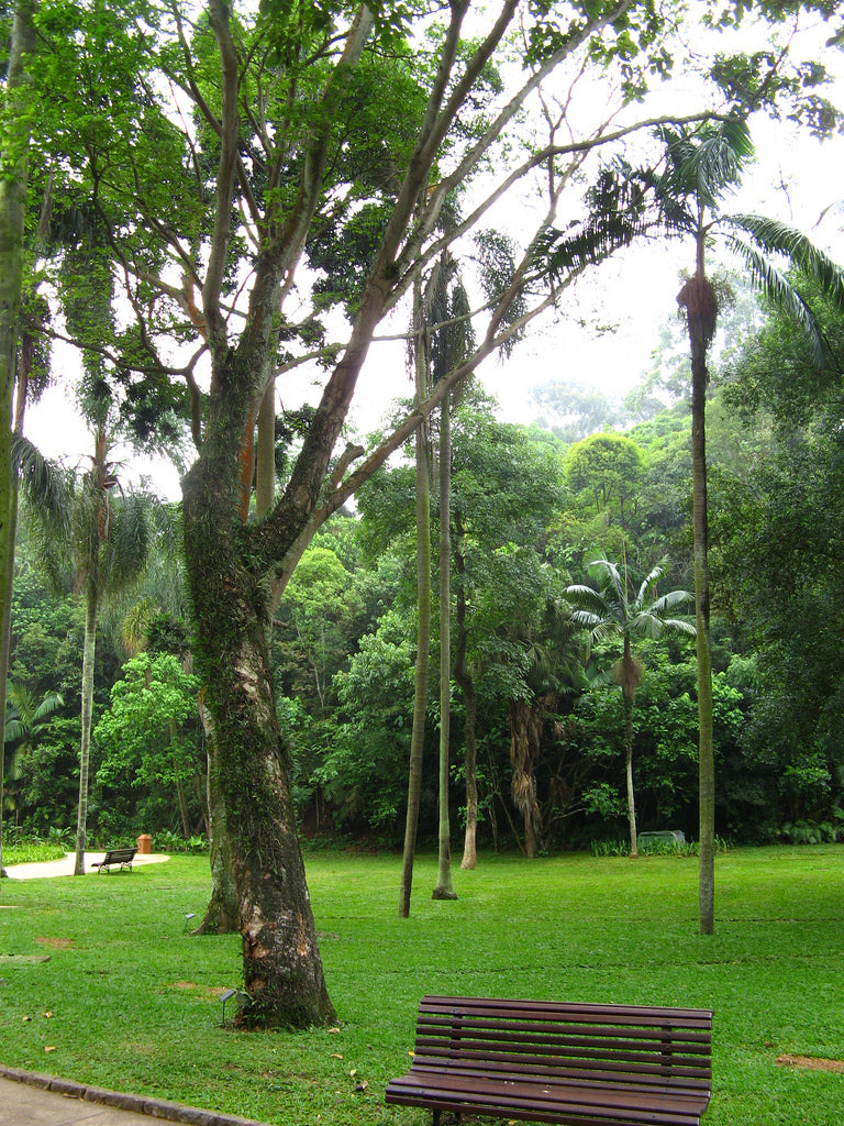 Shawadawa | Kapayuba