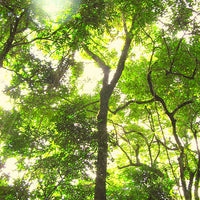 Yawanawá | Pau Pereira