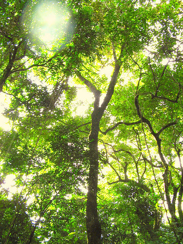 Yawanawá | Pau Pereira