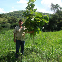 Yawanawá | Pau Pereira