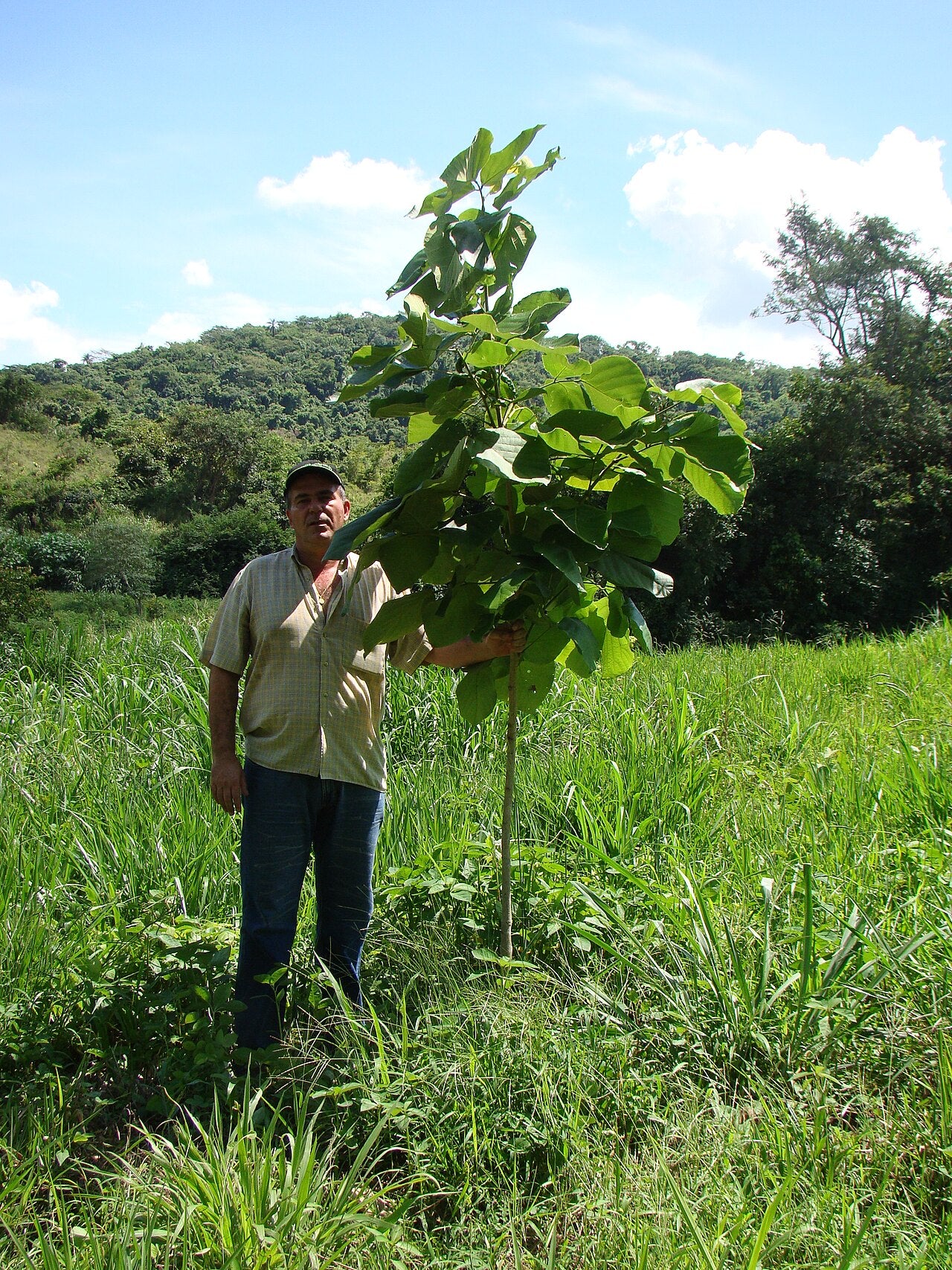 Yawanawá | Pau Pereira