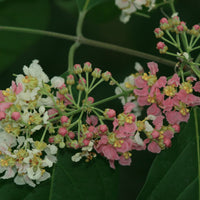 Huni Kuin | Queen of the Forest