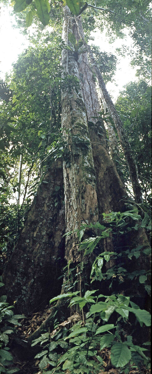 Kuntanawa | Samaúma