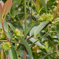 Yawanawá | Força Feminina