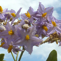 Yawanawá | Veia De Pajé